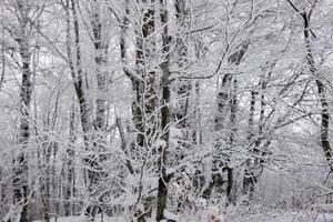 Visualizza di congelato alberi nel il foresta. foto