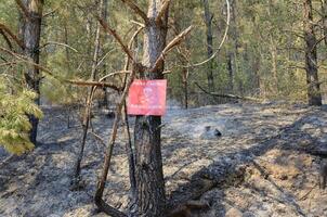 rosso il mio cartello votazione il bordo di un' conosciuto campo minato nel il foresta. Pericolo mine. conseguenze di guerra. cicatrici di armato conflitto. foto