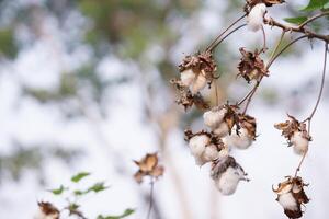 un' fioritura biologico bianca naturale cotone pianta foto