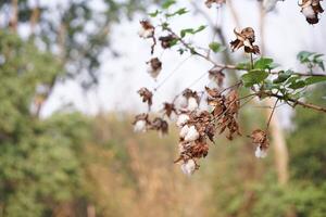 un' fioritura biologico bianca naturale cotone pianta foto