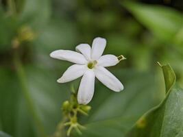 macro di jasminum auricolare fiore pianta foto