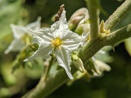 macro di carolina ortica fiore pianta foto