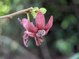 macro di uvaria rufa Blume fiore foto