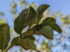 verde guaiava le foglie con cremoso sfocatura su sfondo foto