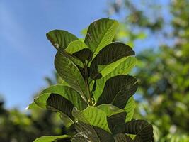 verde guaiava le foglie con sfocato su sfondo foto