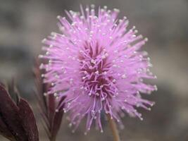 sensibile pianta fiore. mimosa pudica - sensibile fiori siamo fioritura, vicino su dettaglio di sensibile pianta fiore foto