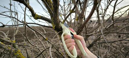 giardiniere taglio Rifinitura albero cespuglio Mela albero rami agricoltura primavera Lavorando all'aperto ecologico agricoltura donna duri rustico verdura impianti botanica foto