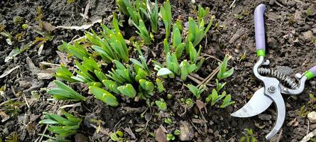 presto primavera le foglie agricoltura botanica bucaneve terra germoglio natura giardinaggio verdura all'aperto giardino potatore foto