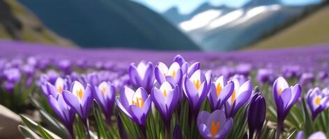 primavera bandiera viola croco fiori nel montagne bucaneve presto primavera copia spazio marzo aprile botanica impianti fresco viaggio vacanza valle foto