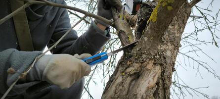 giardiniere taglio Rifinitura albero cespuglio Mela albero rami agricoltura primavera Lavorando all'aperto ecologico agricoltura donna duri rustico verdura impianti botanica foto