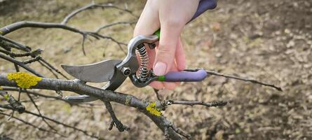 giardiniere taglio Rifinitura albero cespuglio Mela albero rami agricoltura primavera Lavorando all'aperto ecologico agricoltura donna duri rustico verdura impianti botanica foto