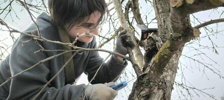 giardiniere taglio Rifinitura albero cespuglio Mela albero rami agricoltura primavera Lavorando all'aperto ecologico agricoltura donna duri rustico verdura impianti botanica foto