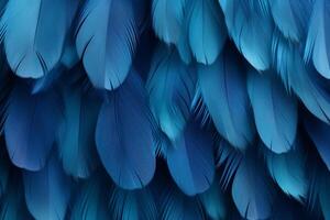 blu piume sfondo, blu piume modello, piume sfondo, piume sfondo, uccello piume modello, foto
