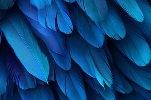 blu piume sfondo, blu piume modello, piume sfondo, piume sfondo, uccello piume modello, foto