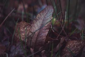 foglie secche autunno foto