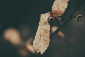 foglie secche autunno foto