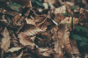 foglie secche autunno foto