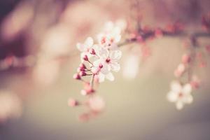 fiori del festival di sakura foto