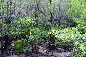 destinazione ambientale conservazione nel cazzo impianti o crabapple mangrovia foresta con naturale luce del sole foto