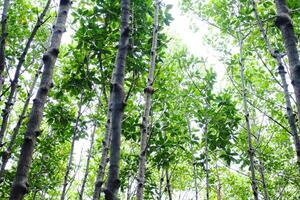 destinazione ambientale conservazione nel cazzo impianti o crabapple mangrovia foresta con naturale luce del sole foto