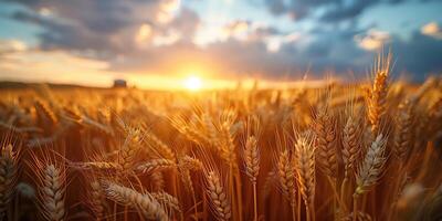 ai generato agricolo grano azienda agricola prospiciente un' Grano campo foto