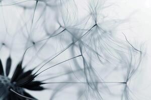 astratto sfondo salvaschermo avvicinamento di dente di leone fiore e suo semi foto