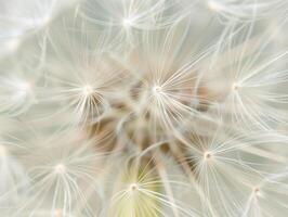 astratto sfondo salvaschermo avvicinamento di dente di leone fiore e suo semi foto