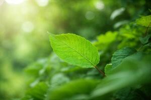 verde le foglie nel il luce del sole con luce del sole foto