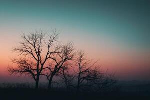 silhouette di spoglio alberi a tramonto foto