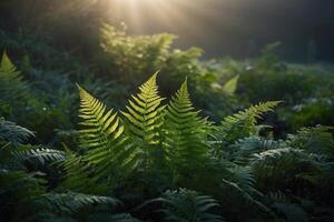 felci nel il sole con il sole splendente attraverso foto