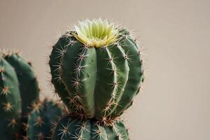 un' cactus pianta è mostrato nel davanti di un' grigio parete foto