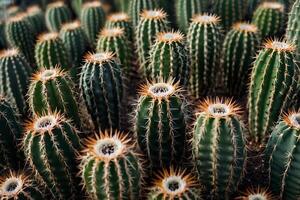 cactus impianti nel il deserto foto
