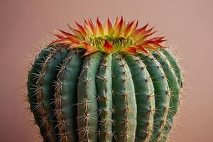 cactus impianti nel il deserto foto