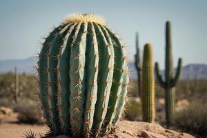 cactus impianti nel il deserto foto