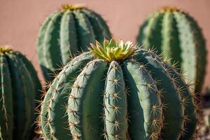 un' cactus pianta è mostrato nel un' deserto ambiente foto