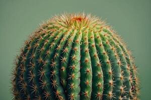 un' cactus pianta è mostrato nel un' deserto ambiente foto