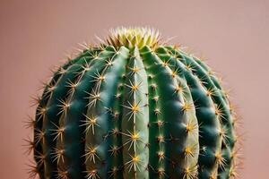 un' cactus pianta è mostrato nel un' deserto ambiente foto