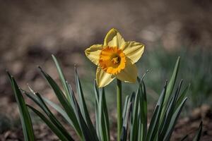 un' singolo giallo narciso nel il mezzo di un' campo foto