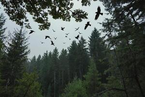 uccelli volante al di sopra di un' foresta con alberi e montagne foto