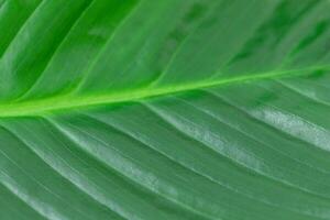 naturale verde foglia fondale nel avvicinamento foto