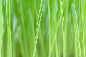 naturale sfondo di verde erba foto