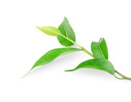 piccolo ramoscello con verde le foglie isolato su bianca sfondo foto