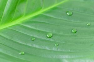 macrofotografia di naturale verde foglia con gocce di pioggia foto