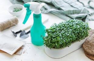utensili e semi per in crescita microgreens e un' vassoio di ravanello microverdi. foto