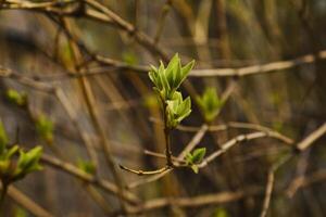 gemmazione giovane lilla le foglie su un' ramoscello su un' soleggiato primavera giorno foto