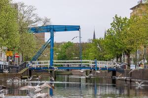 tana haag nel il Olanda foto