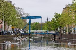 tana haag nel il Olanda foto