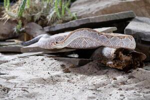 tropicale serpente a sonagli, crotalo durisso foto