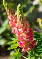 giardino lupino, lupinus polifillo foto