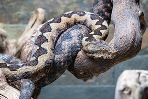 cornuto vipera, vipera ammodytes foto